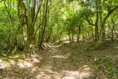 歴史と信仰が息づく石畳の道「滝坂の道」ハイキングレポート