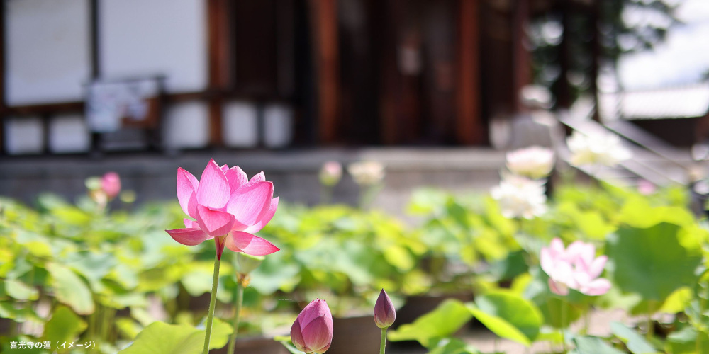 NARA LOTUS ROAD 2026