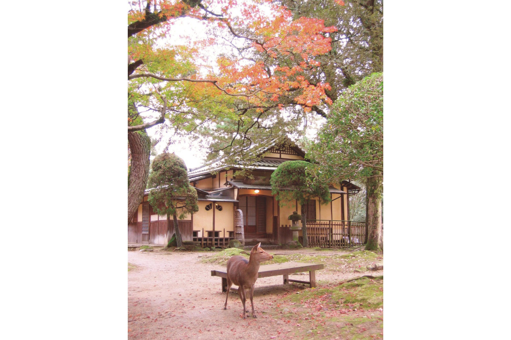 奈良公園の中に位置するため、観光客だけでなく鹿たちも頻繁に訪れる。宿泊が可能な部屋もある