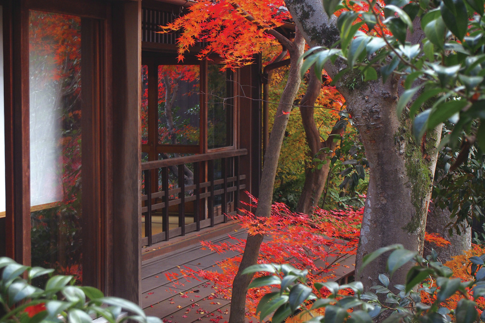 入江が万葉の植物を育て、世話をしながら写真の構想も練っていたという庭も散策できる