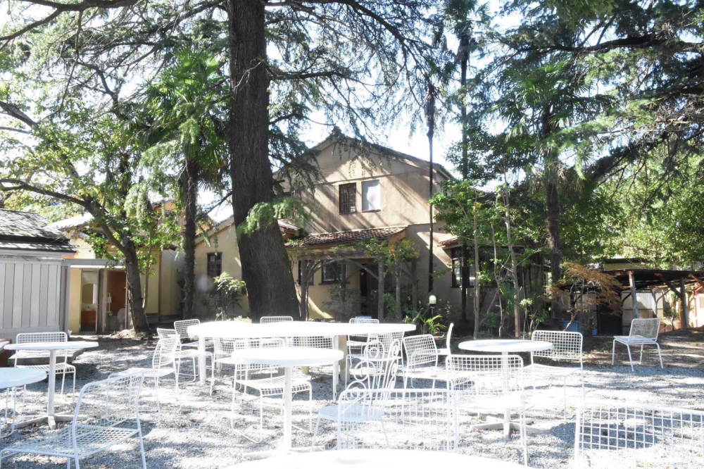 樹齢100年を超すというヒマラヤ杉 