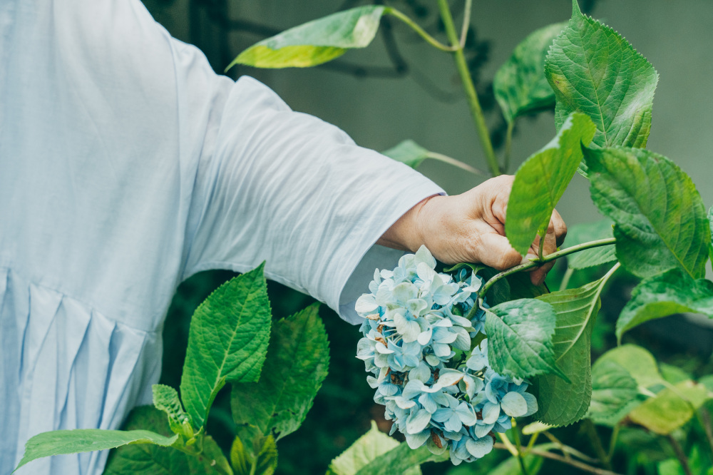現在もくるみの木の庭にはたくさんのあじさいが咲いている