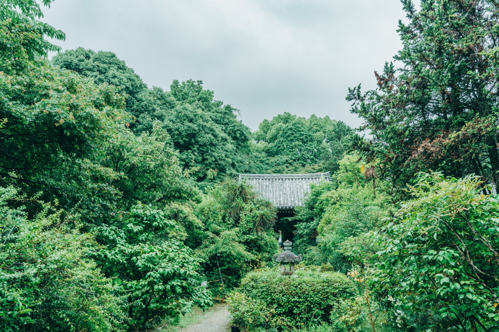 取材当日は7月。緑豊かな境内