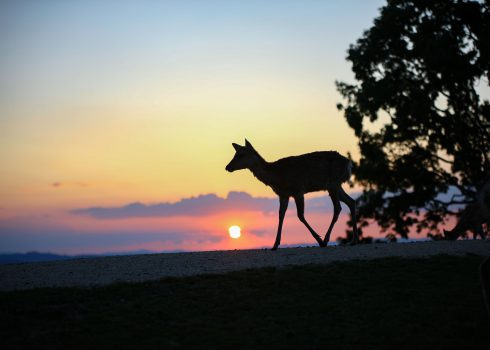 With a bit of luck, you might even catch the perfect shot of deer against the setting sun! ※Image for illustration