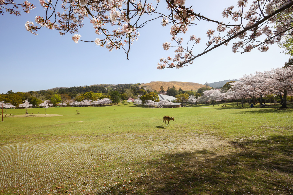 東に若草山を望む春日野園地の桜と鹿