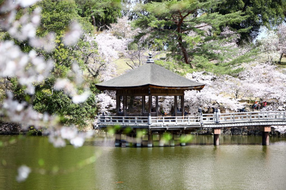 浮見堂の桜。夜間はライトアップも行われる