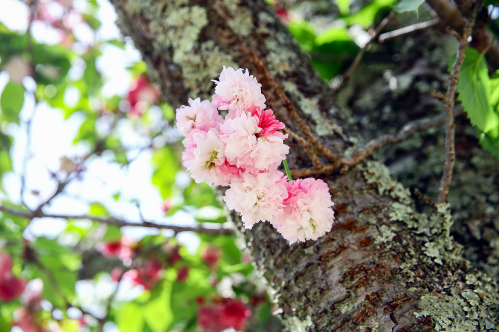 ナラノヤエザクラ