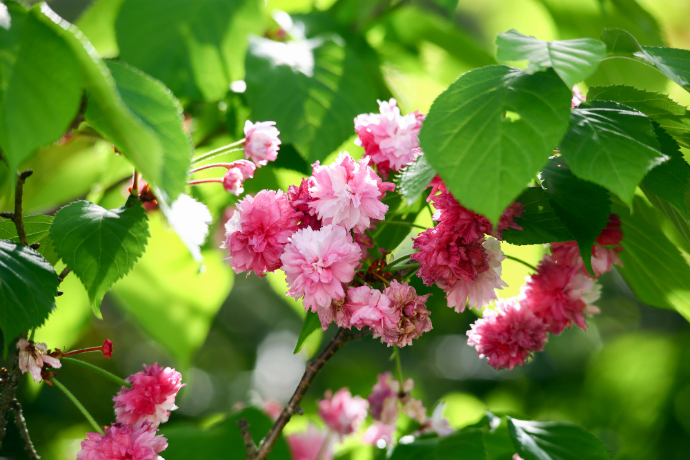 ナラノヤエザクラ