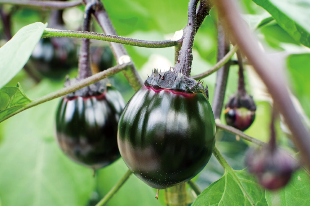 大和丸なす…5月から9月に最盛期を迎える大和丸なす。 丸々とした見た目と艶がとてもきれいで、「黒紫の宝石」と呼ばれることもある。 (写真提供:清澄の里 粟)