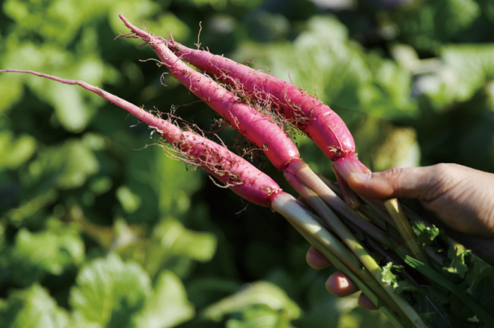 片平あかね…色彩豊かで、姿形が個性的な大和伝統野菜の中でも、鮮やかな赤色で目を引く片平あかね。 山添村片平地区伝統の蕪(かぶ)で、独特の風味と程よい歯ごたえが特徴。