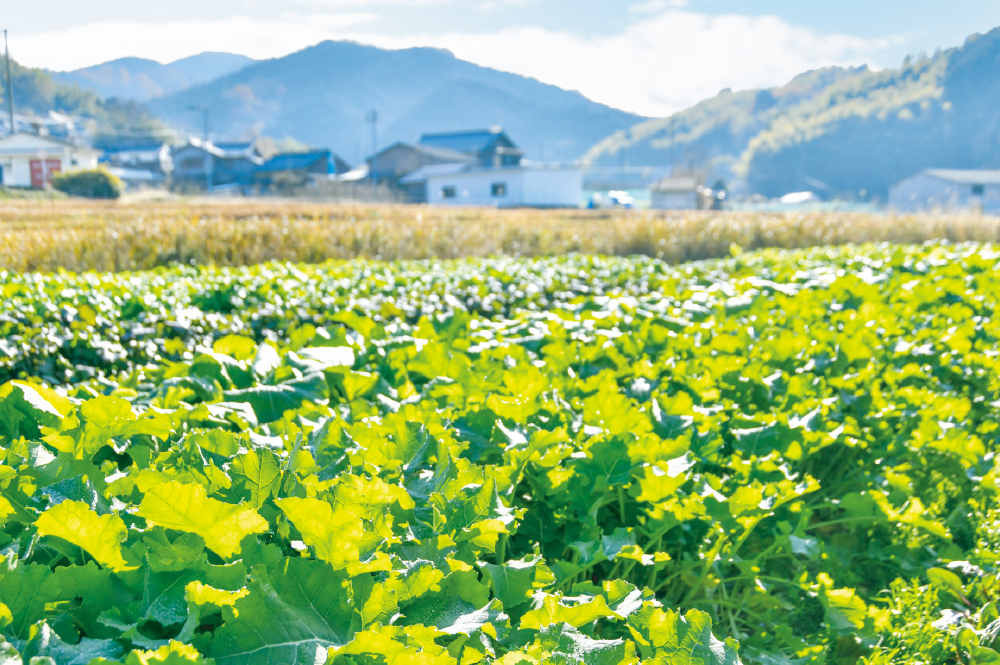 奈良市南東部の山間に、「清澄の里」と呼ばれる自然豊かなエリアが広がる。そこで、 農家レストラン「清澄の里 粟」を運営する三浦さんの畑では、大和伝統野菜をはじめ、 年間を通して国内外の野菜約150種類が栽培されている