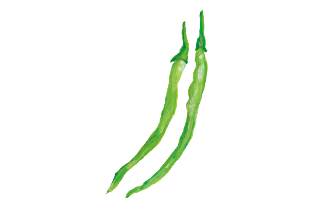 皮が柔らかい甘味種のとうがらし