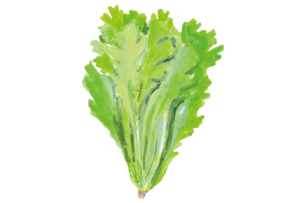 クセが少なく生食も可能