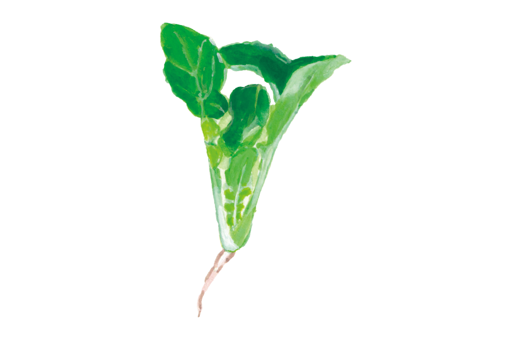 大根の葉に似た濃緑色が特徴