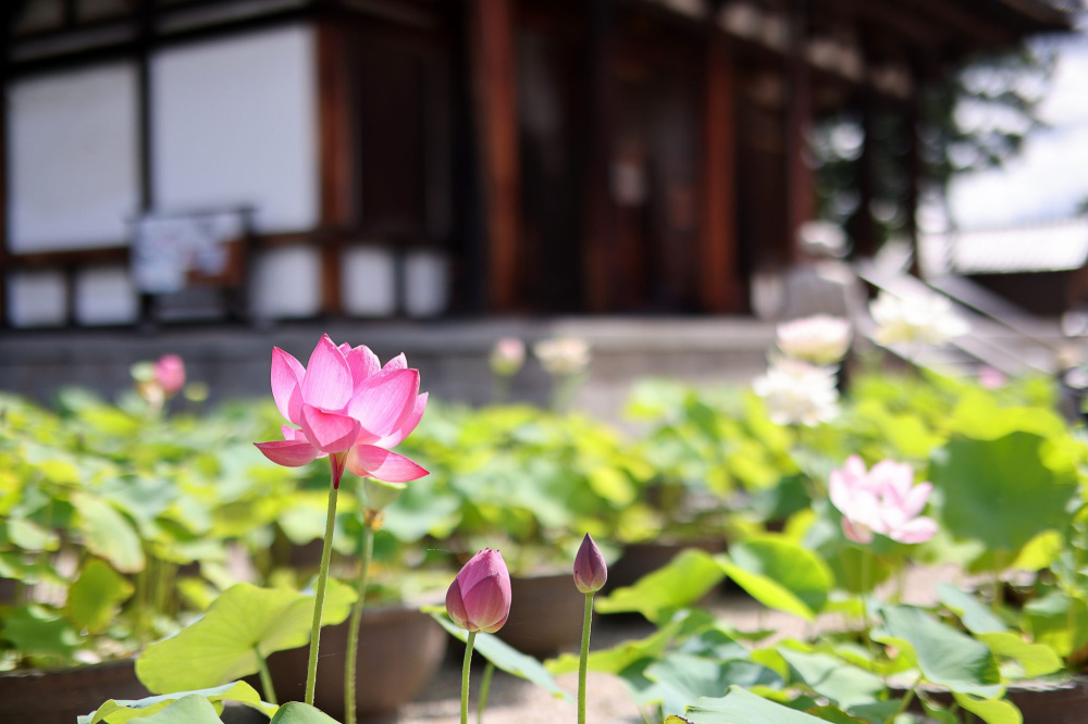 喜光寺の蓮（イメージ）