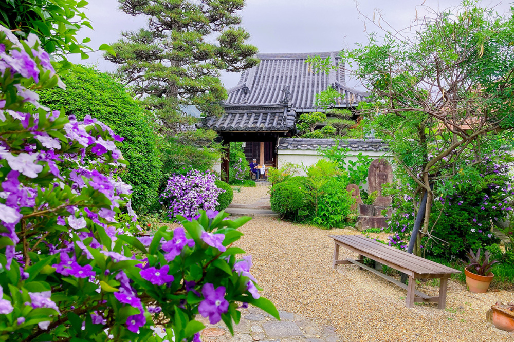 5月の特別拝観の時に見頃を迎えるニオイバンマツリ（通称：茉莉花（まつりか））（写真提供：璉珹寺）