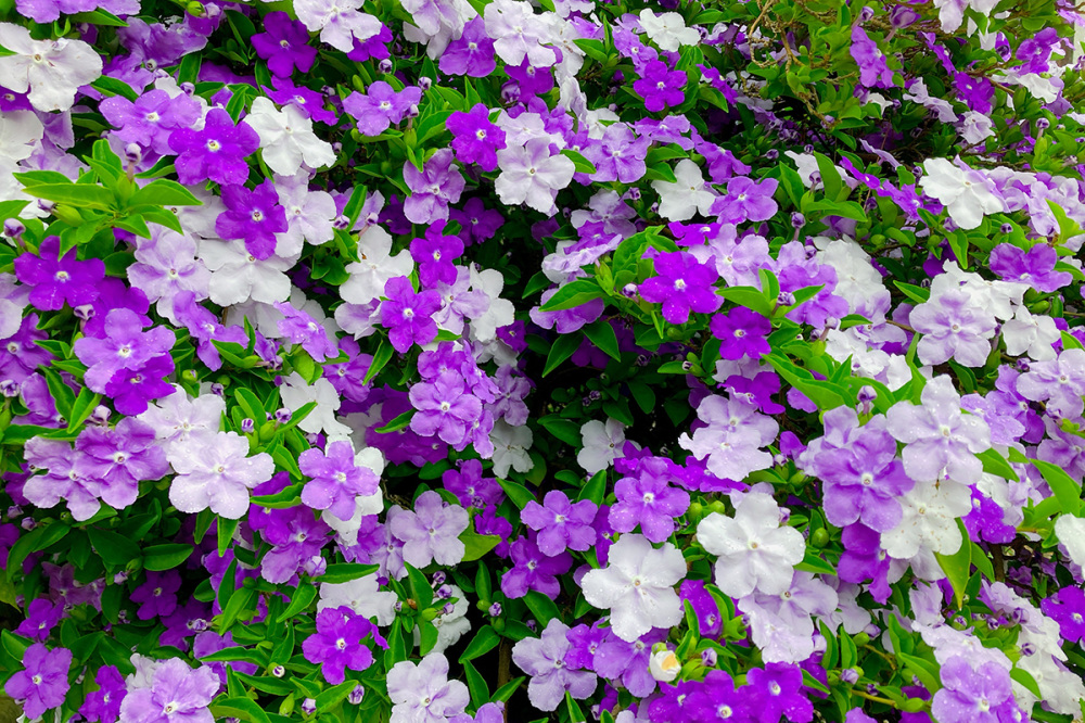 花弁が紫から徐々に白に変わります（写真提供：璉珹寺）