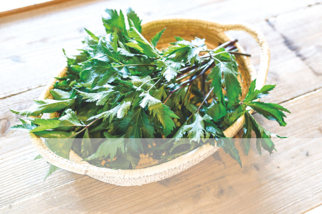 【奈良から始まるスパイスとハーブ その②】スパイスとハーブの始まり