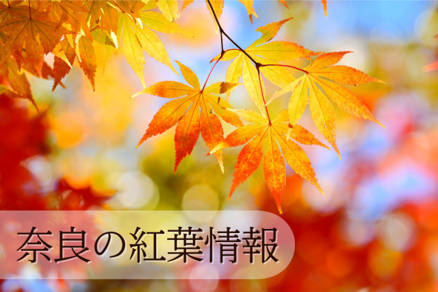 奈良の紅葉情報
