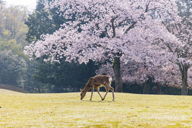 奈良市の桜 おすすめスポット