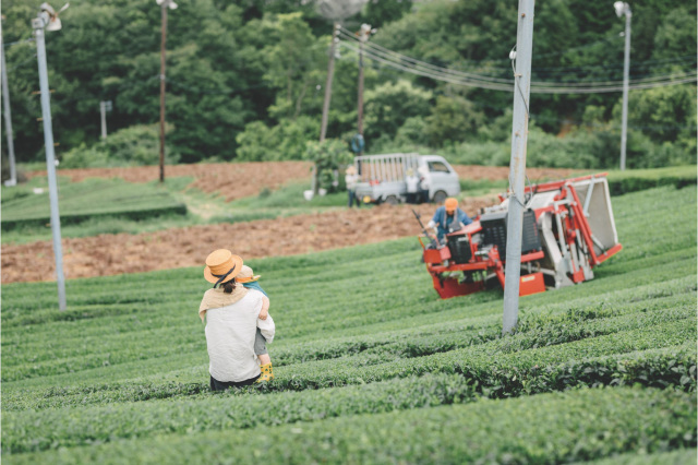 【はじめての大和茶②】大和茶の産地へ