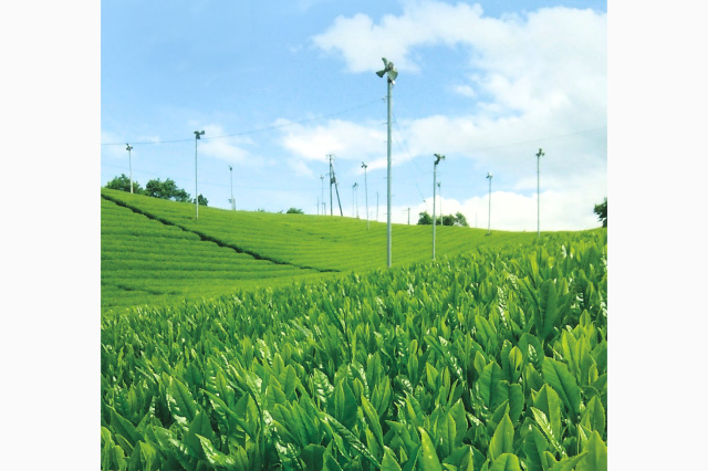 【はじめての大和茶①】香りたかく　味わい深い　はじめての大和茶
