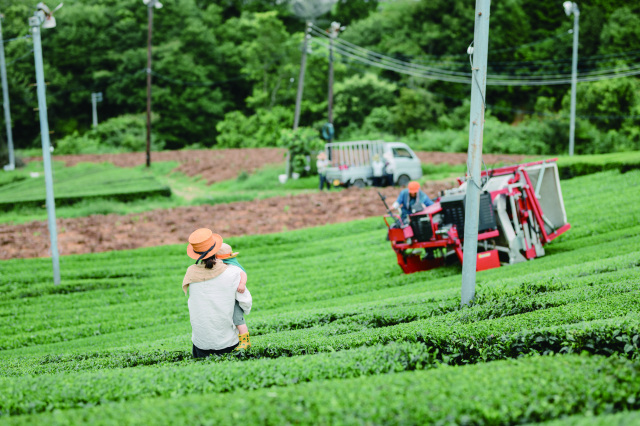 【はじめての大和茶②】大和茶の産地へ