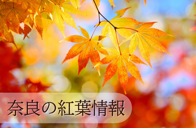 2025年奈良の紅葉情報 奈良市にある名所の紅葉情報をお届けします。