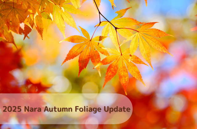 2025 Nara Autumn Foliage Update