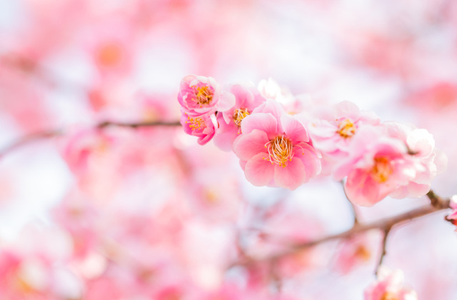 2026年 奈良の梅の開花情報