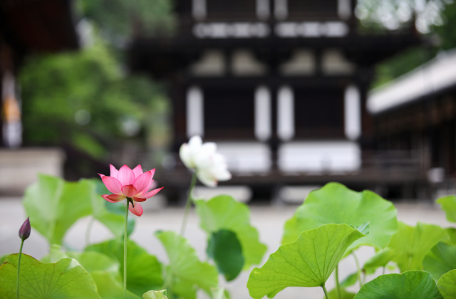Nara Nishinokyo Lotus Road