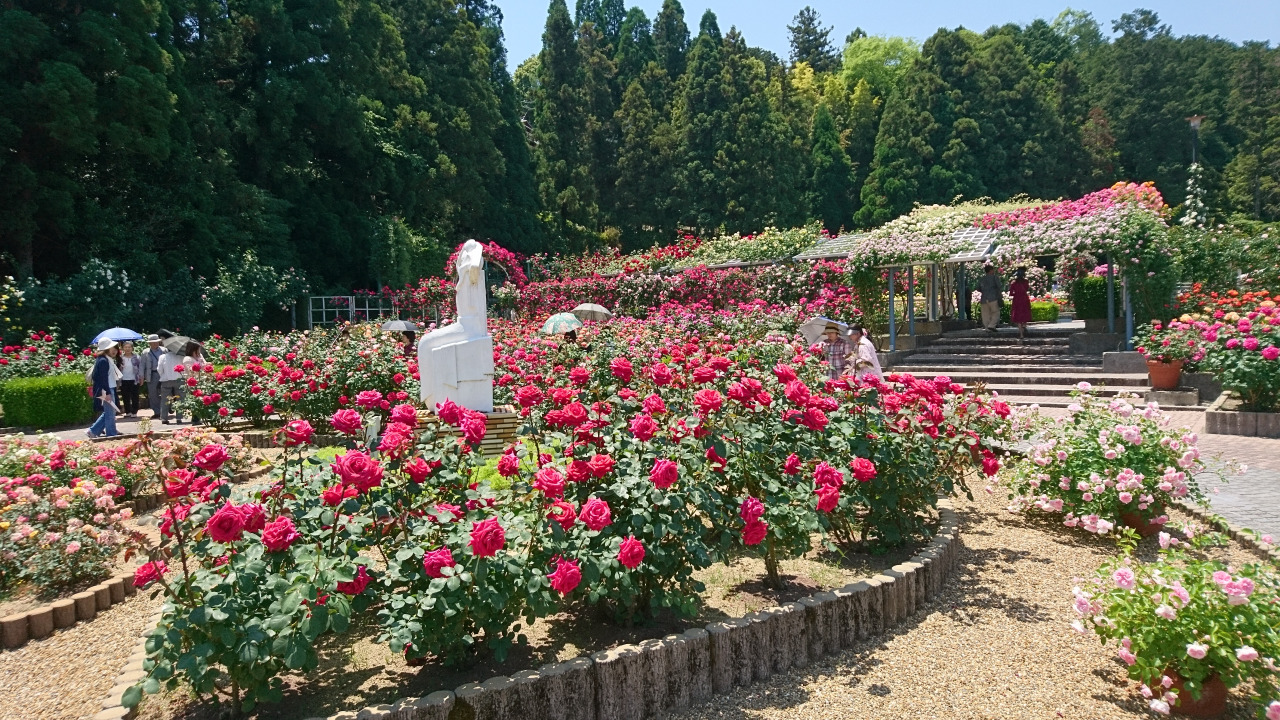 バラ園