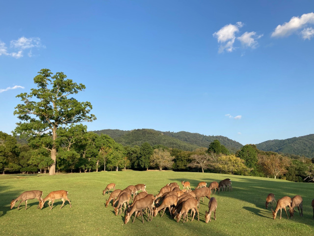 写真提供:春日大社 (飛火野)