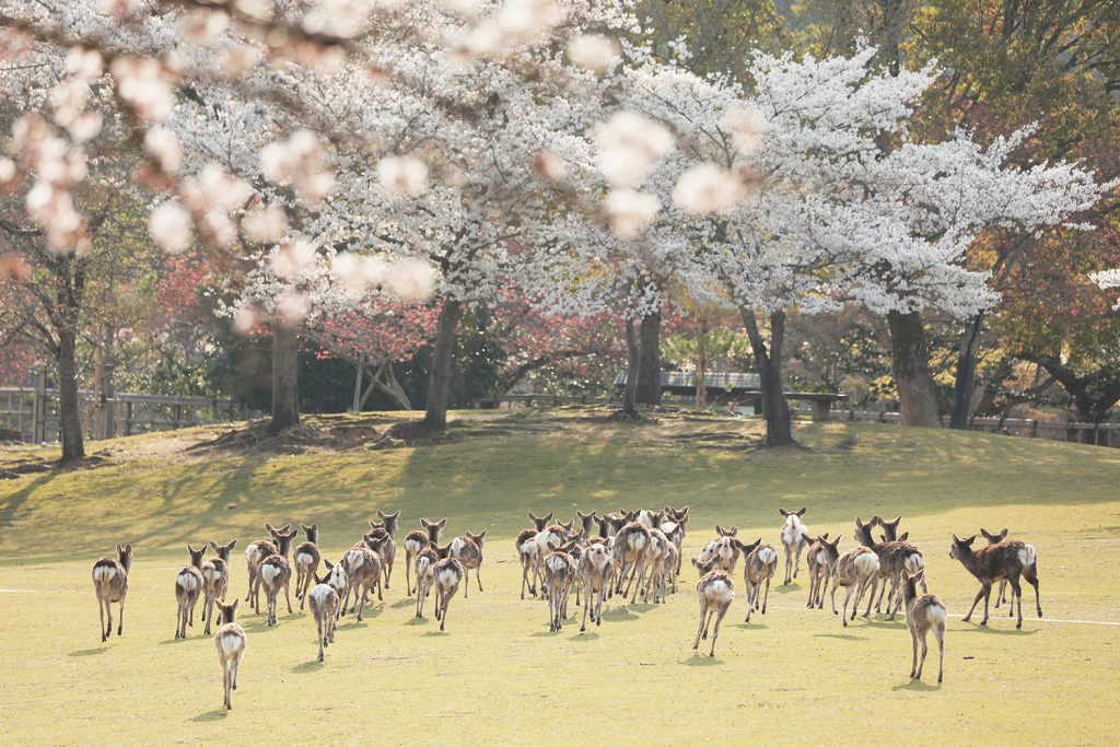 奈良の鹿 写真教室 自然写真家 佐藤和斗先生と一緒に鹿の国へ 春の