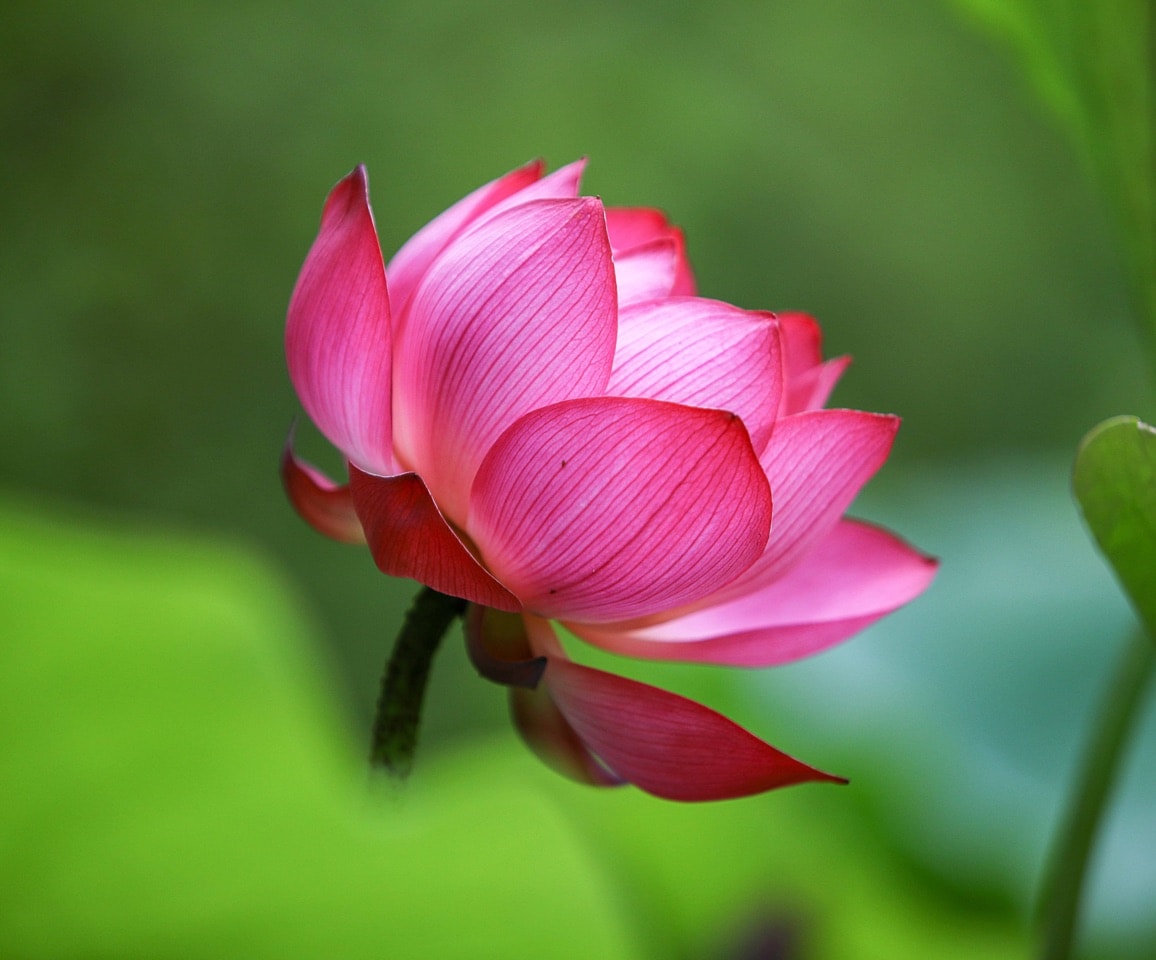 朝に咲く蓮の花とお寺巡り 奈良・西ノ京ロータスロード