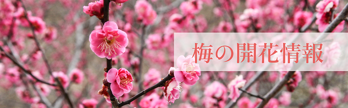 22年奈良市内の梅の開花情報 奈良市観光協会サイト