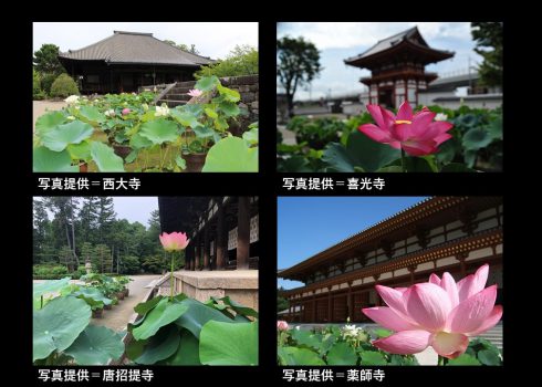 蓮の花の寺を巡る 奈良 西ノ京ロータスロード 蓮と歴史を楽しむ旅 奈良市観光協会サイト
