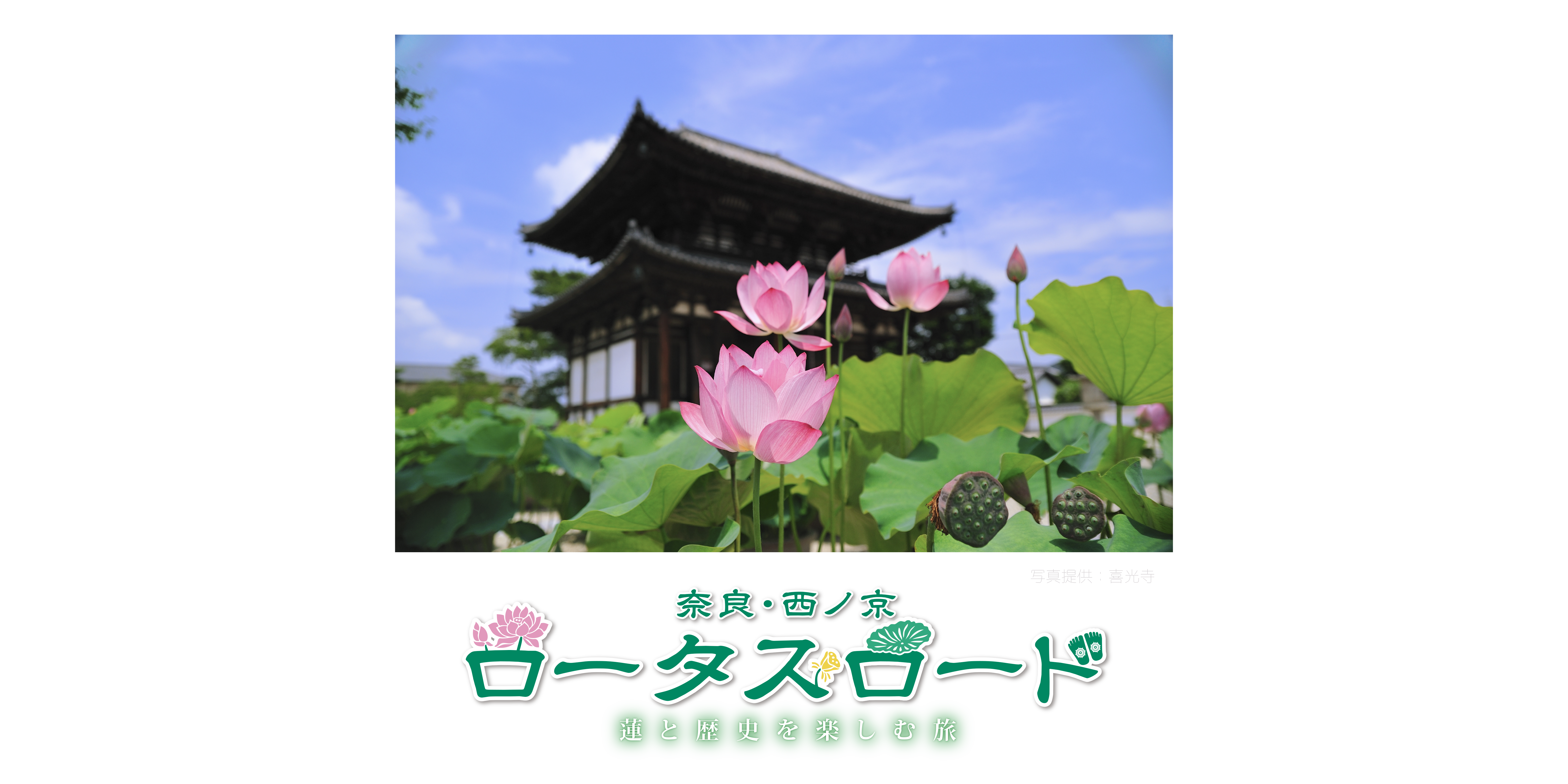 蓮の花を見に行こう 奈良 西ノ京ロータスロード 奈良市観光協会サイト