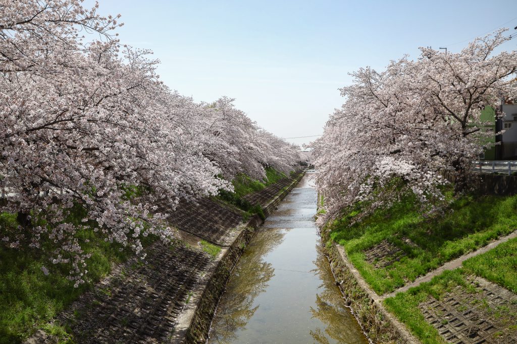 佐保川沿いの桜並木
