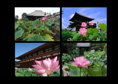 蓮の花の寺を巡る 奈良 西ノ京ロータスロード 蓮と歴史を楽しむ旅 奈良市観光協会サイト